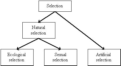 anima selection a|natural selection pros and cons.